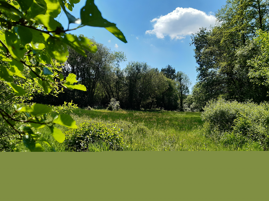 Tadburn Meadows